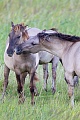 Heck Horse stallions fight playful about the ranking - (Tarpan - breed back)