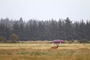 Rothirsch ueberquert eine Wiese nahe einer Landstrasse, Midtjylland  -  Daenemark, Red Deer stag crosses a meadow close to a freeway
