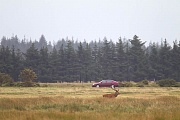 Rothirsch ueberquert eine Wiese nahe einer Landstrasse, Midtjylland  -  Daenemark, Red Deer stag crosses a meadow close to a freeway