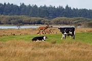 Rotwild und Hausrinder auf einer Wiese, Midtjylland  -  Daenemark, Red Deers and Domestic Cattles on the same meadow