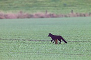 Fox dummy serves to defense a cornfield against geese