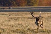 Spaziergaenger und Damhirsch, Jaegersborg  -  Daenemark, Walker and Fallow Deer stag
