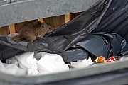 Wanderratte sucht Nahrungreste in einer Muelltonne, Midtjylland  -  Daenemark, Brown Rat seeks food residue in a trash barrel