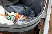 Wanderratte sucht Nahrungreste in einer Muelltonne, Midtjylland  -  Daenemark, Brown Rat seeks food residue in a trash barrel