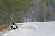 Birkhahn balzt auf einer Landstrasse, Fulufjaellet Nationalpark  -  Schweden, Black Grouse male mates on a freeway