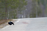 Birkhahn balzt auf einer Landstrasse, Fulufjaellet Nationalpark  -  Schweden, Black Grouse male mates on a freeway