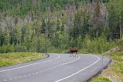 Elchkuh ueberquert eine Landstrasse, Kluane Nationalpark  -  Kanada, Moose cow crosses a freeway
