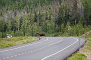 Elchkuh ueberquert eine Landstrasse, Kluane Nationalpark  -  Kanada, Moose cow crosses a freeway