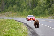 Grizzlybaer an einer Landstrasse, Kluane Nationalpark  -  Kanada, Grizzly Bear on a freeway