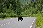 Amerikanischer Schwarzbaer ueberquert eine Landstrasse, British Columbia  -  Kanada, Black Bear crosses a freeway