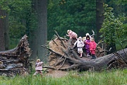 Kindergartenausflug in den Wald, Jaegersborg  -  Daenemark, Kids play on tree trunk