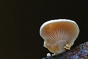 Milder Zwergknaeueling auf einem Fichtenzweig - (Milder Muschelseitling), Panellus mitis, Elastic Oysterling on a spruce branch