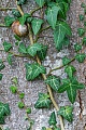 Weinbergschnecke, das Gelege besteht im Schnitt aus 40 - 65 Eiern  -  (Foto Weinbergschnecke ruht zwischen Efeu), Helix pomatia, Roman Snail lays clutches of 40 to 64 eggs  -  (Burgundy Snail - Photo Roman Snail in resting position between Ivy)