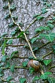 Weinbergschnecke, eine natuerliche Ausbreitung findet nur sehr langsam statt  -  (Foto Weinbergschnecke ruht zwischen Efeu), Helix pomatia, Burgundy Snail has low powers of dispersal  -  (Roman Snail - Photo Burgundy Snail in resting position between Ivy)