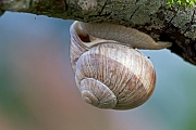 Weinbergschnecke, nach 3 - 4 Wochen schluepfen die Jungschnecken aus ihren Eiern  -  (Foto Weinbergschnecke auf einem morschen Ast), Helix pomatia, Edible Snail, the juveniles hatch after 3 to 4 weeks  -  (Roman Snail - Photo Edible Snail on a branch)