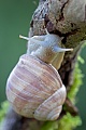 Weinbergschnecke, die Eiablage findet im Juni und Juli statt  -  (Foto Weinbergschnecke auf einem morschen Ast), Helix pomatia, Edible Snail, the eggs are laid in June and July  -  (Roman Snail - Photo Edible Snail on a branch)