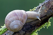 Weinbergschnecke, das bekannteste Hoechstalter fÃ¼r diese Tierart liegt bei 35 Jahren  -  (Foto Weinbergschnecke auf einem morschen Zweig), Helix pomatia, Edible Snail, the maximum recorded lifespan is 35 years  -  (Escargot - Photo Burgundy Snail on a branch)
