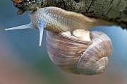 Weinbergschnecken koennen ein Alter von 20 Jahren erreichen  -  (Foto Weinbergschnecke auf einem morschen Ast), Helix pomatia, Edible Snail, the lifespan is up to 20 years  -  (Apple Snail - Photo Edible Snail on a branch)