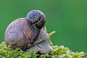 Weinbergschnecken sind in Deutschland nach der Bundesartenschutzverordnung eine besonders geschuetzte Tierart  -  (Foto Weinbergschnecke und Baumschnecke), Helix pomatia  -  Arianta arbustorum, Burgundy Snail is listed in Germany as a specially protected species  -  (Phot Roman Snail and Copse Snail)