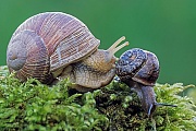 Weinbergschnecke, das Schneckengehaeuse hat 5 - 6 Windungen  -  (Foto Weinbergschnecke und Baumschnecke), Helix pomatia  -  Arianta arbustorum, Burgundy Snail, the shell has 5 to 6 whorls  -  (Photo Roman Snail and Copse Snail)