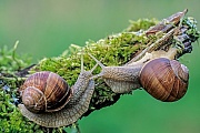 Weinbergschnecke, nach 3 - 4 Wochen schluepfen die Jungschnecken aus ihren Eiern  -  (Foto Weinbergschnecken auf einem bemoosten Ast), Helix pomatia, Edible Snail, the juveniles hatch after 3 to 4 weeks  -  (Roman Snail - Photo Edible Snails meeting)