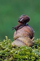 Weinbergschnecke, das natuerliche Vorkommen beschraenkt sich auf Europa  -  (Foto Weinbergschnecke und Baumschnecke), Helix pomatia  -  Arianta arbustorum, Edible Snail is an European species  -  (Photo Burgundy Snail and Copse Snail)