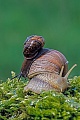 Weinbergschnecken sind in Gefangenschaft schwer zu halten  -  (Foto Weinbergschnecke und Baumschnecke), Helix pomatia  -  Arianta arbustorum, Roman Snail is difficult to cultivate  -  (Photo Burgundy Snail and Copse Snail)
