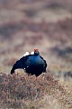 Black Grouse spend the night in trees  -  (Blackcock - Photo Black Grouse cock on courtship territory)