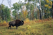 Amerikanischer Bisonbulle im Herbst - (Indianerbueffel - Bueffel), Bison bison - Bison bison (bison), American Bison bull in fall - (American Buffalo - Plains Bison)