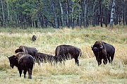 Amerikanischer Bisonbulle steht flehmend bei einer Gruppe Bisonkuehen - (Indianerbueffel - Bueffel), Bison bison - Bison bison (bison), American Bison bull scenting next to a group of Bison cows - (American Buffalo - Plains Bison)