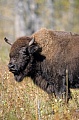 Praeriebisonkuh beobachtet Artgenossen - (Indianerbueffel - Bueffel), Bison bison - Bison bison (bison), Plains Bison cow observing conspecifics - (American Buffalo - Plains Bison)