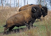 Amerikanische Bisonbullen wandern durch die Praerie - (Indianerbueffel - Bueffel), Bison bison - Bison bison (bison), American Bison bulls crossing the prairie - (American Buffalo - Plains Bison)