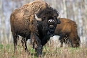 Amerikanischer Bisonbulle steht flehmend in der Praerie - (Indianerbueffel - Bueffel), Bison bison - Bison bison (bison), American Bison bull standing scenting in the prairie - (American Buffalo - Plains Bison)