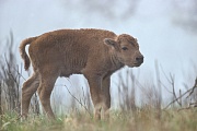 Amerikanisches Bisonkalb steht im Morgennebel auf einer Waldlichtung - (Indianerbueffel - Bueffel), Bison bison - Bison bison (bison), American Bison calf standing in morning fog in a forest glade - (American Buffalo - Plains Bison)