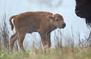 Amerikanische Bisonkuh mit sehr jungem Kalb - (Indianerbueffel - Bueffel), Bison bison - Bison bison (bison), American Bison cow with very young calf - (American Buffalo - Plains Bison)