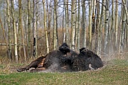 Amerikanischer Bisonbulle nimmt ein Sandbad - (Indianerbueffel - Praeriebison), Bison bison - Bison bison (bison), American Bison bull taking a sand bath - (American Buffalo - Plains Bison)