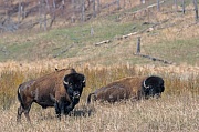 Amerikanischer Bisonbulle mit Braunkopf-Kuhstaerling auf der Schulter - (Indianerbueffel - Bueffel), Bison bison - Bison bison (bison) & Molothrus ater, American Bison bull with Brown-headed Cowbird on his shoulder - (American Buffalo - Plains Bison)