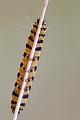 Blutbaer, im Juli und August findet man die Raupen an den Futterpflanzen  -  (Jakobskrautbaer - Foto Raupe), Tyria jacobaea, Cinnabar Moth, the larvae are orange-black striped  -  (Photo caterpillar)