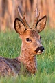 Rehbock  53 - Ein Moorbock mit starkem Gehoern, Capreolus capreolus, Roebuck  53 - A Moor Buck with good antlers