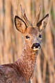 Rehbock  53 - Ein Moorbock mit starkem Gehoern, Capreolus capreolus, Roebuck  53 - A Moor Buck with good antlers