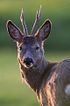 Rehbock  57 - Ein junger Moorbock, Capreolus capreolus, Roebuck  57 - A young Moor Buck
