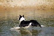 Border Collie werden in der ganzen Welt als Huetehunde in der Nutztierhaltung eingesetzt, Canis lupus familiaris, Border Collie herding livestock throughout the world