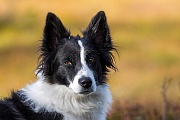 Border Collie, es gibt 2 Fellvarianten, entweder mit weichen oder rauhen Fell, Canis lupus familiaris, Border Collie have a double coat which varies from smooth to rough