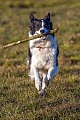 Border Collie wird oft als die intelligenteste aller Hunderassen bezeichnet, Canis lupus familiaris, Border Collie, they are often cited as the most intelligent of all domestic dogs
