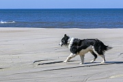 July in Vejers Strand in Daenemark, Canis lupus familiaris, July in Vejers Strand in Denmark