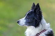 Portraet vom Border Collie, Canis lupus familiaris, Portrait of a Border Collie