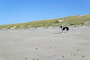 July in Thorsminde in Daenemark, Canis lupus familiaris, July in Thorsminde in Denmark