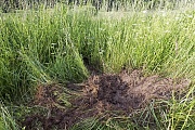 Grabspuren eines Braunbaeren auf der Suche nach Ameisenpuppen, Ursus arctos  -  Ursus arctos arctos, Digging traces of a Brown Bear searching for ant pupal