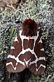 Brauner Baer ist ein Nachtfalter aus der Unterfamilie der Baerenspinner  -  (Gemeiner Baerenspinner - Foto Falter), Arctia caja, Garden Tiger Moth can be found throughout Europe  -  (Great Tiger Moth - Photo imago)