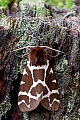 Brauner Baer fliegt jaehrlich in nur einer Generation  -  (Gemeiner Baerenspinner - Foto Falter), Arctia caja, Garden Tiger Moth, the caterpillar plays dead when in danger - (Great Tiger Moth - Photo imago)